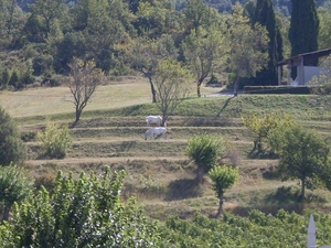 SDC10905