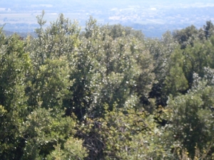 SDC10862