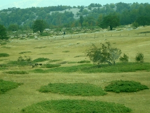SDC10778