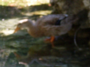 SDC10868