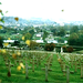 Verdun
