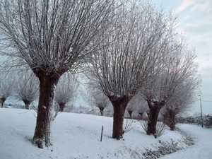 BOMEN IN DE SNEEUW