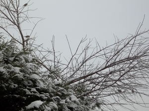 vogeltjes in de bomen