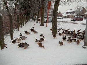 de eendjes waren al aan het wachten op brood