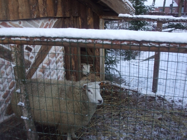 kerstalletogd vetig boeleke 040