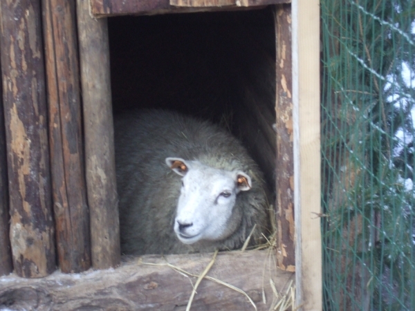 kerstalletogd vetig boeleke 046