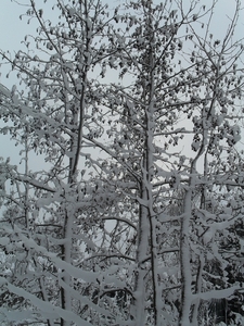 winter 2010 029