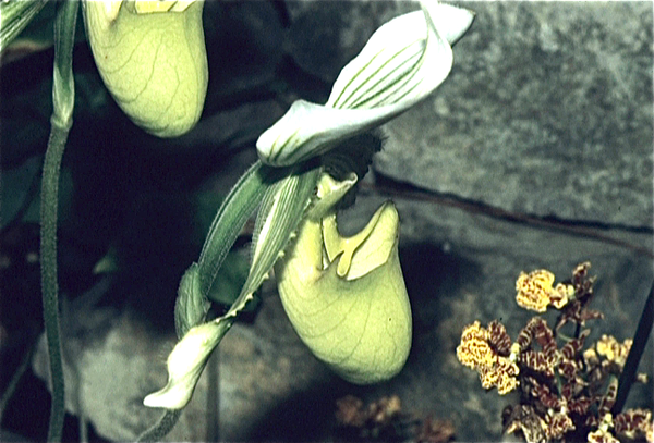 Vlindertuin Hungersheim (Elzas)