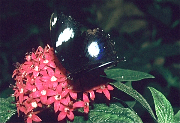 Vlindertuin Hungersheim (Elzas)