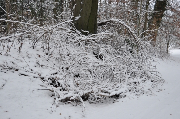 Meise Nationale plantentuin winter