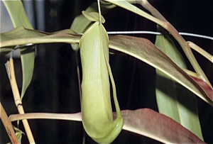 Natuurhistorisch Museum