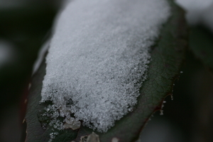 Wintermacro  4 001