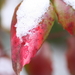 Wintermacro  4 008
