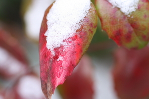 Wintermacro  4 008