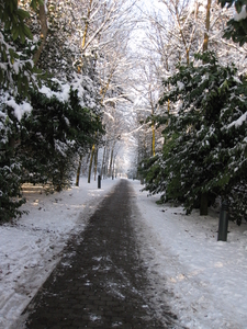 winter in het park 010