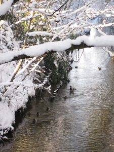 winter in het park 016