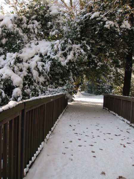 winter in het park 017