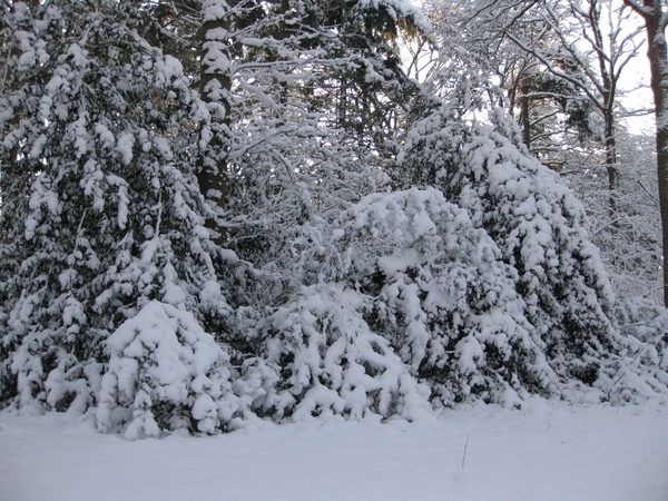 winter in het park 024