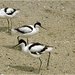 Baai van de Somme (Picardi)