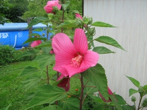 hibicus rood (2)