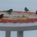 vogels aan de tafel