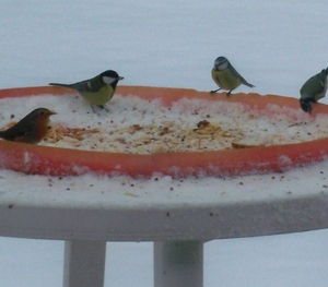 vogels aan de tafel