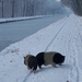 winterwandeling