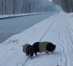 winterwandeling