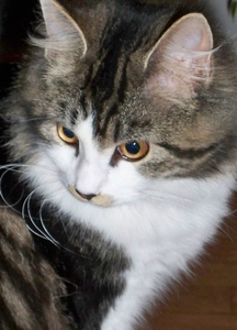 cleo