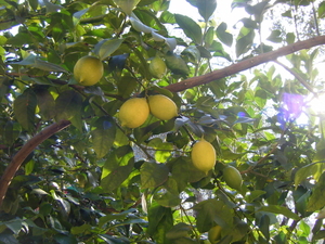 Gardameer2010 137
