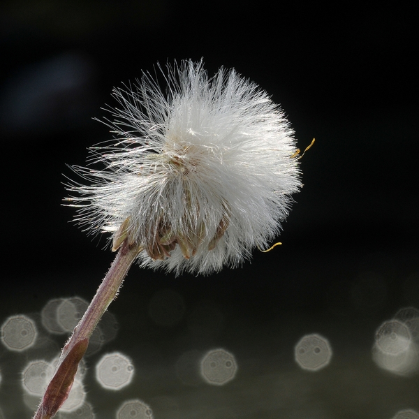 NIK_20110407_164454a