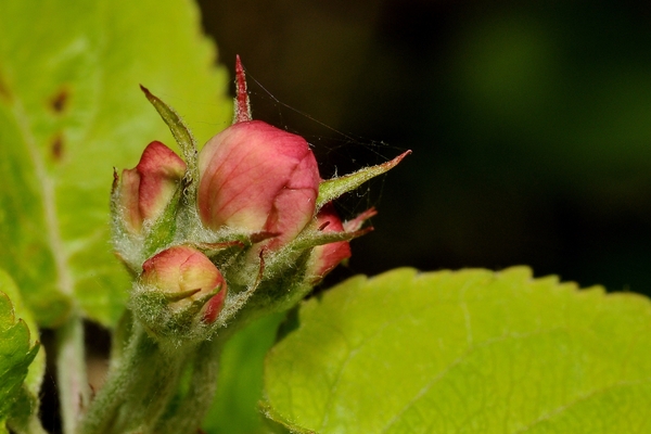 NIK_20110407_162509a