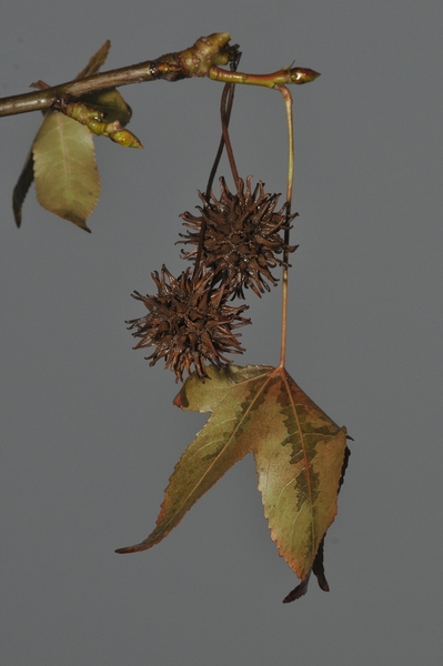 NIK_20101221_154553a