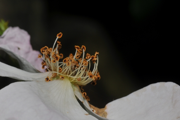 DSC_5991-20110511_163050a