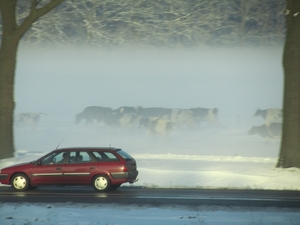 koeien in de mist op het weiland vossnenberg tilburg