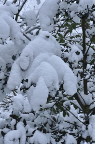 lijkt wel een beertje van sneeuw