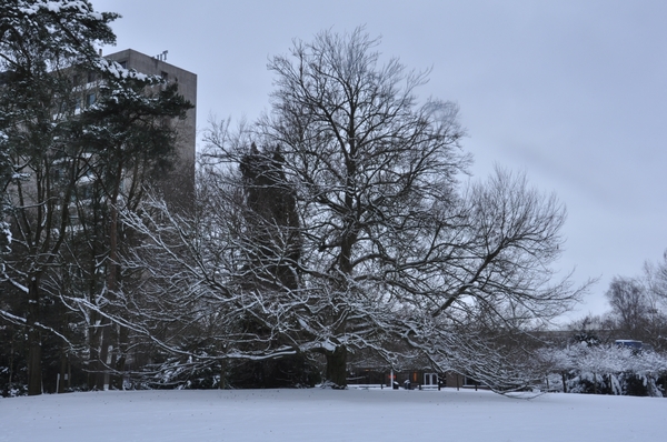 sneeuwboom