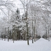 twee wegen wandelbos