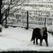 paarden in de sneeuw