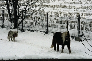 paarden in de sneeuw