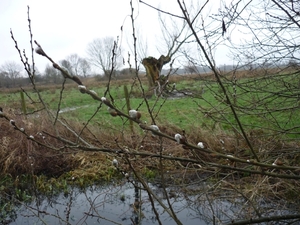 110122 MARIAKERKE.VOORBODE VAN DE LENTE