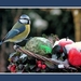 2009_12_19_0975 (2) (1322 x 942)