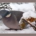 2010_12_18_0255 (2)