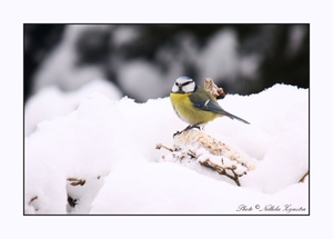 2010_12_19_0287 (2)