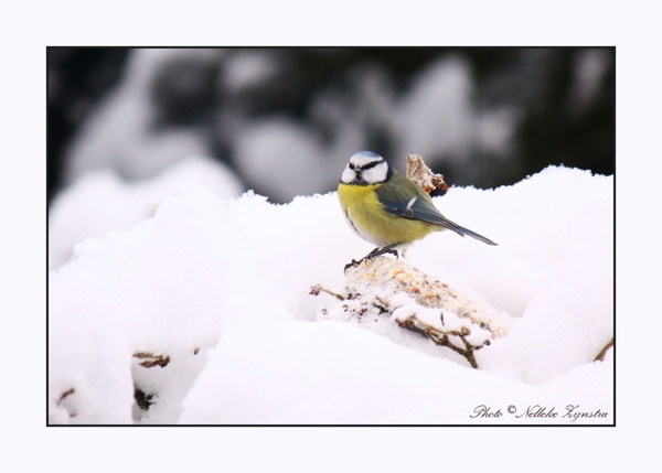 2010_12_19_0287 (2)