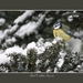2010_12_19_0317 (2)