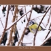 2010_12_19_0321 (2)