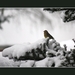 2010_12_19_0330 (2)
