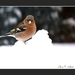 2010_12_19_0348 (2)