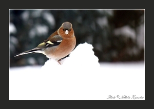 2010_12_19_0348 (2)